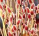 Верба 'Маунт Асо' SALIX GRACILISTYLA "MOUNT ASO" кущова 60-70 см Рожевий 884 фото 1