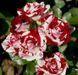 Мелкоцветковая, спрей роза ''Флэш Найт'' ROSE 'FLASH NIGHT' высота 40-50 см Красный/Белый 463 фото 2