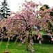 Сакура ''Кіку шидаре'' PRUNUS SERRULATA 'KIKU-SHIDARE' висота 150-180 см (вік 4 роки) глечик 3л Рожевий 221 фото 4