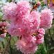 Сакура ''Кіку шидаре'' PRUNUS SERRULATA 'KIKU-SHIDARE' висота 150-180 см (вік 4 роки) глечик 3л Рожевий 221 фото 3