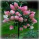 Гортензия метельчатая на штамбе "Ванила Фрайз" Hydrangea paniculata 'Vanille Fraise', кувшин 5-7 л ЗКС, высота штамба 50-60 см, Кремово-белый 1132 фото 2