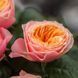 Роза чайно-гибридная ''Вувузела'' ROSE 'VUVUZELА' высота 80-150 см Кораллово-оранжевый 1032 фото 3