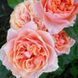 Роза чайно-гибридная ''Вувузела'' ROSE 'VUVUZELА' высота 80-150 см Кораллово-оранжевый 1032 фото 5