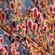 Верба 'Маунт Асо' SALIX GRACILISTYLA "MOUNT ASO" кущова 60-70 см Рожевий 884 фото 2