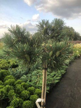 Сосна на штамбі 'Албінс' PINUS " SYLVESTRIS ALBYNS" висота 50 см Блакитно-зелений 752 фото