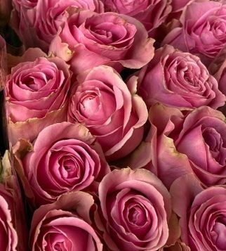 Троянда чайно-гібридна ''Вем'' ROSE 'VEM' висота 80-150 см Рожевий 381 фото