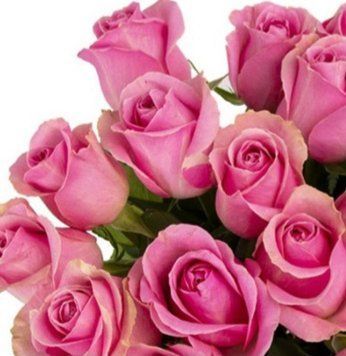 Троянда чайно-гібридна ''Вем'' ROSE 'VEM' висота 80-150 см Рожевий 381 фото