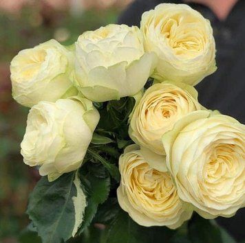Махровая Английская плетистая роза ''Пур Блонд'' ROSE ' PURE BLONDE' Кремово-желтый 516 фото