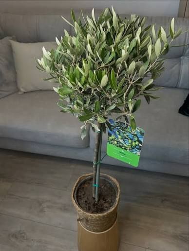 Оливки "Olea Europaea" на штамбi 80 см Зелений 1083 фото