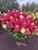 Гортензія волотиста &laquo;Ред Вельвет&raquo; HYDRANGEA PANICULATA &lsquo;RED VELVET&rsquo; глечик 5 л ЗКС, висота 60-70 см Кремово-білий 1000 фото