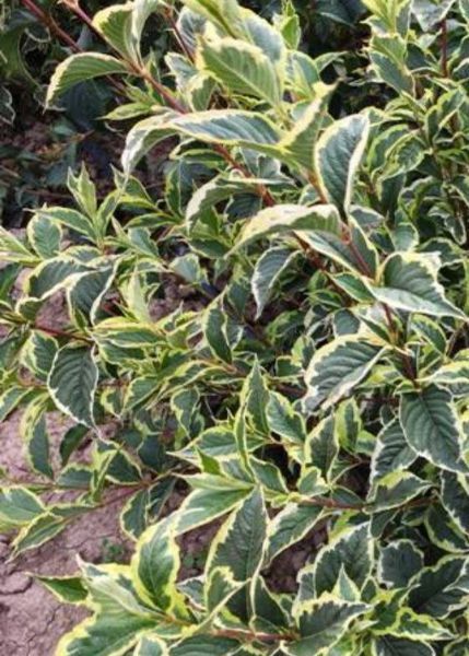 Вейгела "Варієгата" WEIGELA 'VARIEGATA' c2 л ЗКС, висота 40-50 см, Світло-рожевий 194 фото