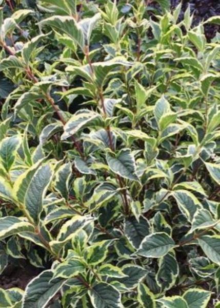 Вейгела "Варієгата" WEIGELA 'VARIEGATA' c2 л ЗКС, висота 40-50 см, Світло-рожевий 194 фото