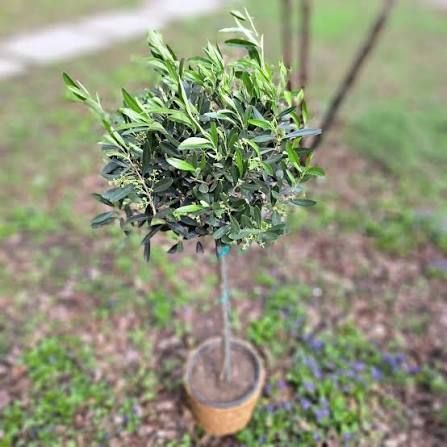 Оливки "Olea Europaea" на штамбi 80 см Зелений 1083 фото
