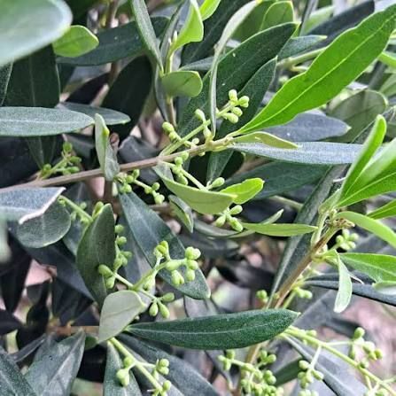 Оливки "Olea Europaea" на штамбi 80 см Зелений 1083 фото