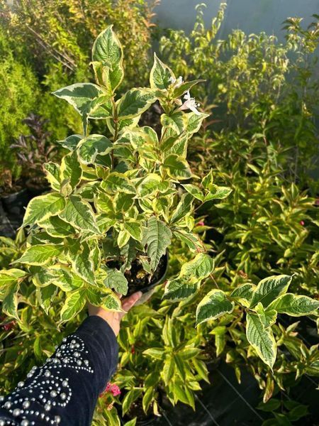 Вейгела "Варієгата" WEIGELA 'VARIEGATA' c2 л ЗКС, висота 40-50 см, Світло-рожевий 194 фото