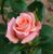Роза чайно-гибридная ''Ангажамент'' ROSE 'ENGAGEMENT' высота 80-150 см Нежно-розовый 331 фото