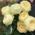 Махровая Английская плетистая роза ''Пур Блонд'' ROSE ' PURE BLONDE' Кремово-желтый 516 фото