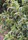 Вейгела "Варієгата" WEIGELA 'VARIEGATA' c2 л ЗКС, висота 40-50 см, Світло-рожевий 194 фото 2