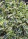Вейгела "Варієгата" WEIGELA 'VARIEGATA' c2 л ЗКС, висота 40-50 см, Світло-рожевий 194 фото 3