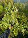 Вейгела "Варієгата" WEIGELA 'VARIEGATA' c2 л ЗКС, висота 40-50 см, Світло-рожевий 194 фото 4