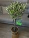 Оливки "Olea Europaea" на штамбi 80 см Зелений 1083 фото 2