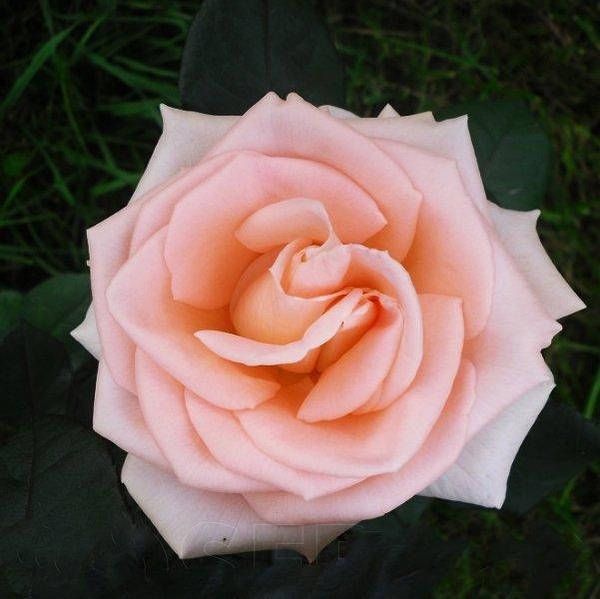 Роза чайно-гибридная ''Ангажамент'' ROSE 'ENGAGEMENT' высота 80-150 см Нежно-розовый 331 фото