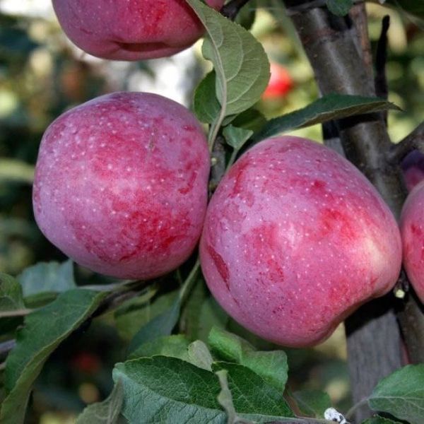 Яблоня 'Флорина' MALUS DOMESTICA "FLORINA" высота 120-140 см Красный 239 фото