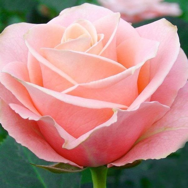 Роза чайно-гибридная ''Ангажамент'' ROSE 'ENGAGEMENT' высота 80-150 см Нежно-розовый 331 фото