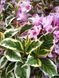 Вейгела "Варієгата" WEIGELA 'VARIEGATA' c2 л ЗКС, висота 40-50 см, Світло-рожевий 194 фото 1