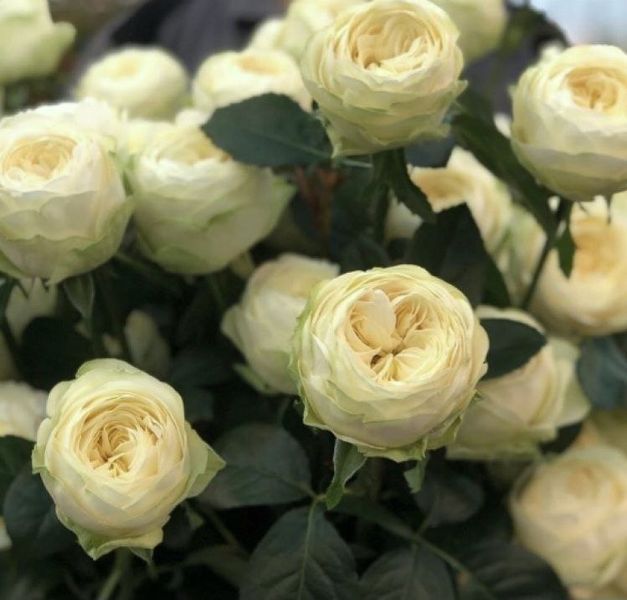 Махровая Английская плетистая роза ''Пур Блонд'' ROSE ' PURE BLONDE' Кремово-желтый 516 фото