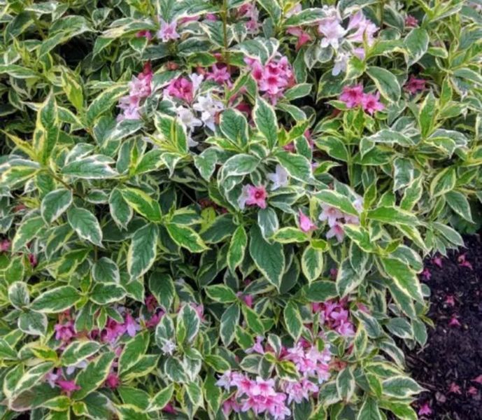 Вейгела "Варієгата" WEIGELA 'VARIEGATA' c2 л ЗКС, висота 40-50 см, Світло-рожевий 194 фото