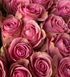 Троянда чайно-гібридна ''Вем'' ROSE 'VEM' висота 80-150 см Рожевий 381 фото 2