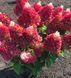 Гортензія волотиста &laquo;Ред Вельвет&raquo; HYDRANGEA PANICULATA &lsquo;RED VELVET&rsquo; глечик 5 л ЗКС, висота 60-70 см Кремово-білий 1000 фото 3