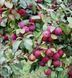 Яблоня 'Флорина' MALUS DOMESTICA "FLORINA" высота 120-140 см Красный 239 фото 5