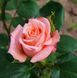 Роза чайно-гибридная ''Ангажамент'' ROSE 'ENGAGEMENT' высота 80-150 см Нежно-розовый 331 фото 1