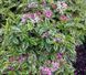 Вейгела "Варієгата" WEIGELA 'VARIEGATA' c2 л ЗКС, висота 40-50 см, Світло-рожевий 194 фото 5