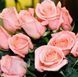 Роза чайно-гибридная ''Ангажамент'' ROSE 'ENGAGEMENT' высота 80-150 см Нежно-розовый 331 фото 4