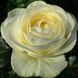 Махровая Английская плетистая роза ''Пур Блонд'' ROSE ' PURE BLONDE' Кремово-желтый 516 фото 3