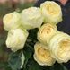 Махровая Английская плетистая роза ''Пур Блонд'' ROSE ' PURE BLONDE' Кремово-желтый 516 фото 1