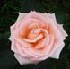 Роза чайно-гибридная ''Ангажамент'' ROSE 'ENGAGEMENT' высота 80-150 см Нежно-розовый 331 фото 3