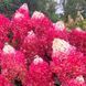 Гортензія волотиста &laquo;Ред Вельвет&raquo; HYDRANGEA PANICULATA &lsquo;RED VELVET&rsquo; глечик 5 л ЗКС, висота 60-70 см Кремово-білий 1000 фото 2