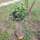 Оливки "Olea Europaea" на штамбi 80 см Зелений 1083 фото 4