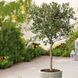 Оливки "Olea Europaea" на штамбi 80 см Зелений 1083 фото 1