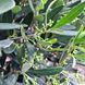 Оливки "Olea Europaea" на штамбi 80 см Зелений 1083 фото 3