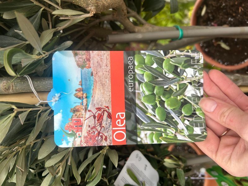 Оливки "Olea Europaea" на штамбi 80 см Зелений 1083 фото