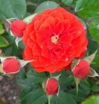 Роза плетистая ''Сансет'' ROSE 'SUNSET' высота от 3 до 7 метров Красно-оранжевый 432 фото