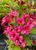 Вейгела "Флорида" WEIGELA 'FLORIDA' c2 л ЗКС, висота 40-50 см, Насичено-рожевий 195 фото