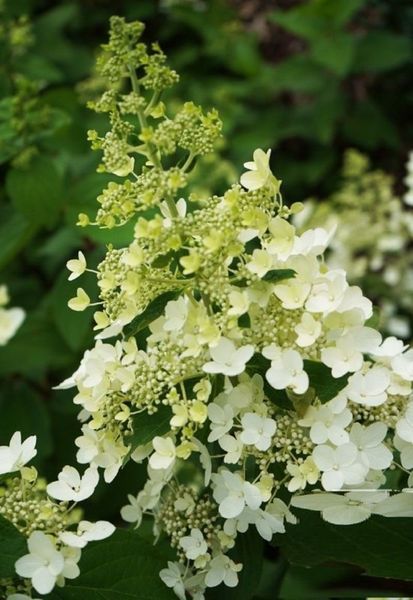 Гортензія волотиста "Вайт Леді" HYDRANGEA PANICULATA 'WHITE LADY' висота 70 см Білий 563 фото