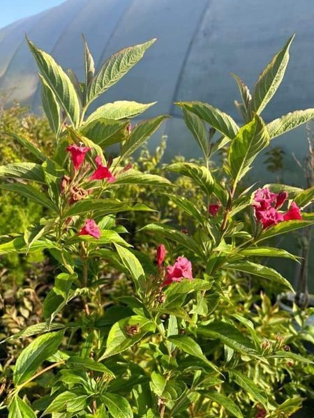 Вейгела "Флорида" WEIGELA 'FLORIDA' c2 л ЗКС, висота 40-50 см, Насичено-рожевий 195 фото