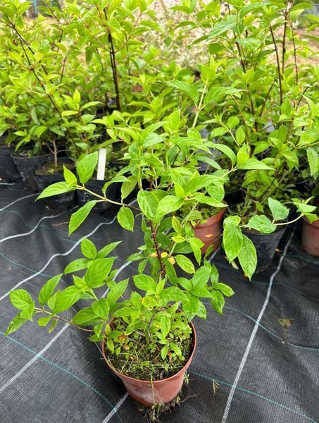 Вейгела "Флорида" WEIGELA 'FLORIDA' c2 л ЗКС, висота 40-50 см, Насичено-рожевий 195 фото